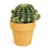 ALTMAN PLANTS 9 cm Cactus in Terra Cotta Clay Pot