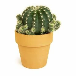 ALTMAN PLANTS 9 cm Cactus in Terra Cotta Clay Pot