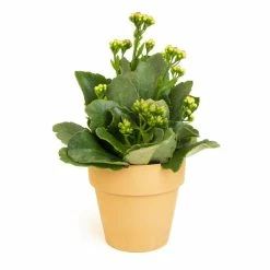 ALTMAN PLANTS 9 cm Blossfeldiana Kalanchoe Succulent in Terra Cotta Clay Pot
