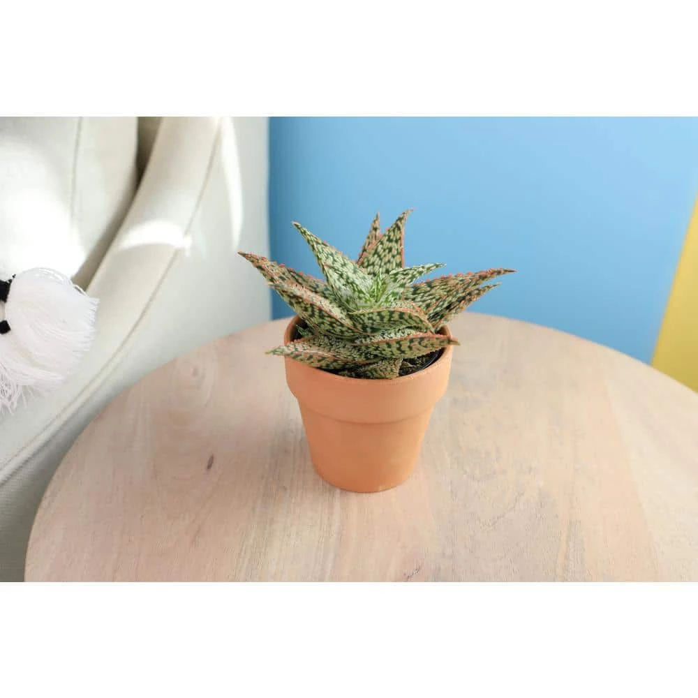 ALTMAN PLANTS 9cm Star Aloe TM In Terra Cotta Clay Pot - Image 3