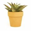 ALTMAN PLANTS 9cm Star Aloe TM In Terra Cotta Clay Pot