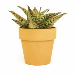 ALTMAN PLANTS 9cm Star Aloe TM In Terra Cotta Clay Pot