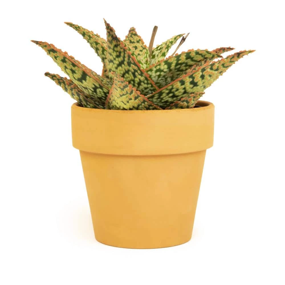 ALTMAN PLANTS 9cm Star Aloe TM In Terra Cotta Clay Pot