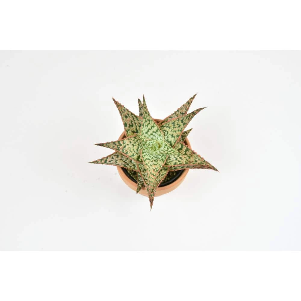 ALTMAN PLANTS 9cm Star Aloe TM In Terra Cotta Clay Pot - Image 2