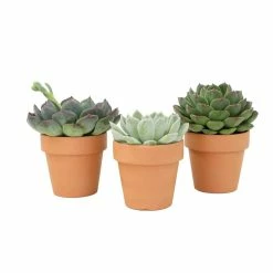 ALTMAN PLANTS 2.5 in. Echeveria Assorted Varieties in Terra Cotta Deco Pots (3-Pack)