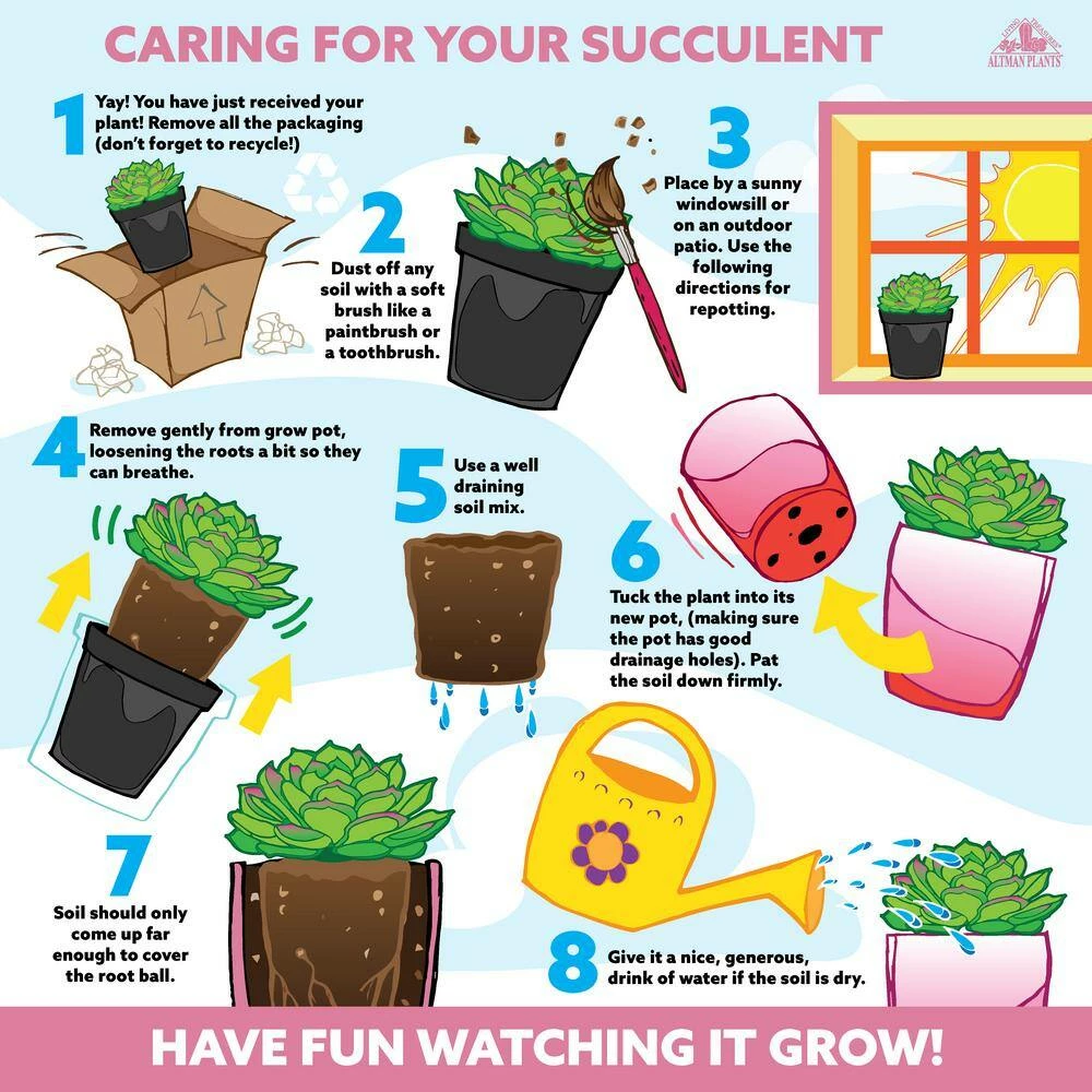 ALTMAN PLANTS 2.5 in. Assorted Cactus 3-Pack in Terra Cotta Clay Pot - Image 4