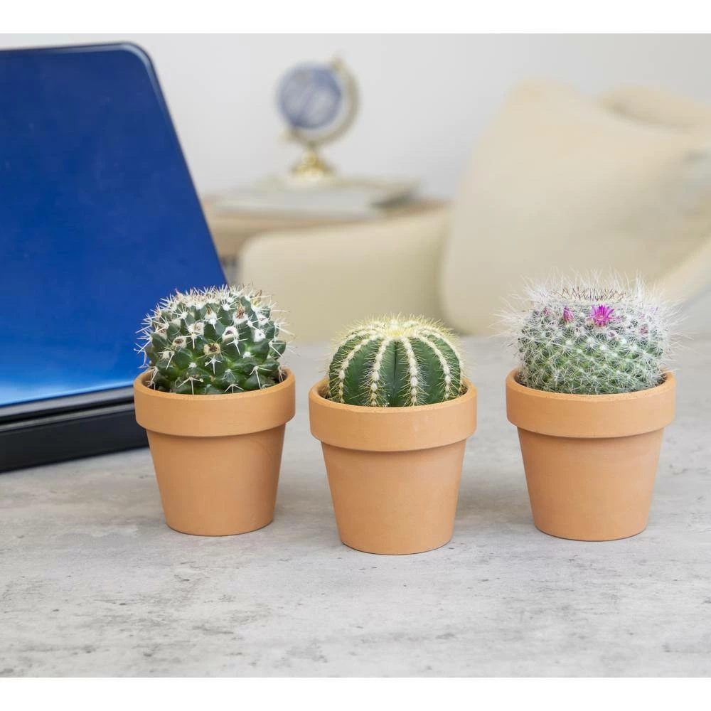 ALTMAN PLANTS 2.5 in. Assorted Cactus 3-Pack in Terra Cotta Clay Pot - Image 5