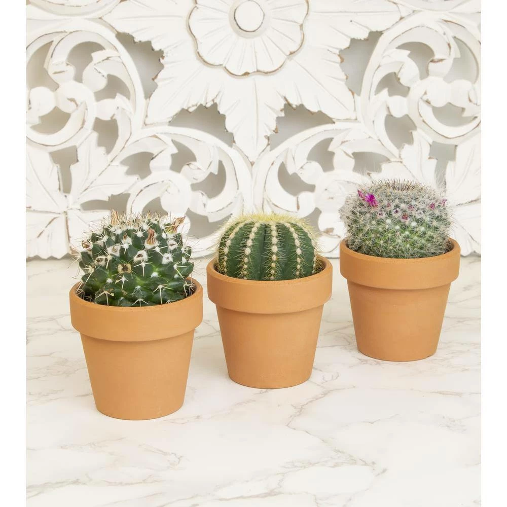 ALTMAN PLANTS 2.5 in. Assorted Cactus 3-Pack in Terra Cotta Clay Pot - Image 3