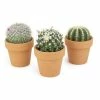ALTMAN PLANTS 2.5 in. Assorted Cactus 3-Pack in Terra Cotta Clay Pot