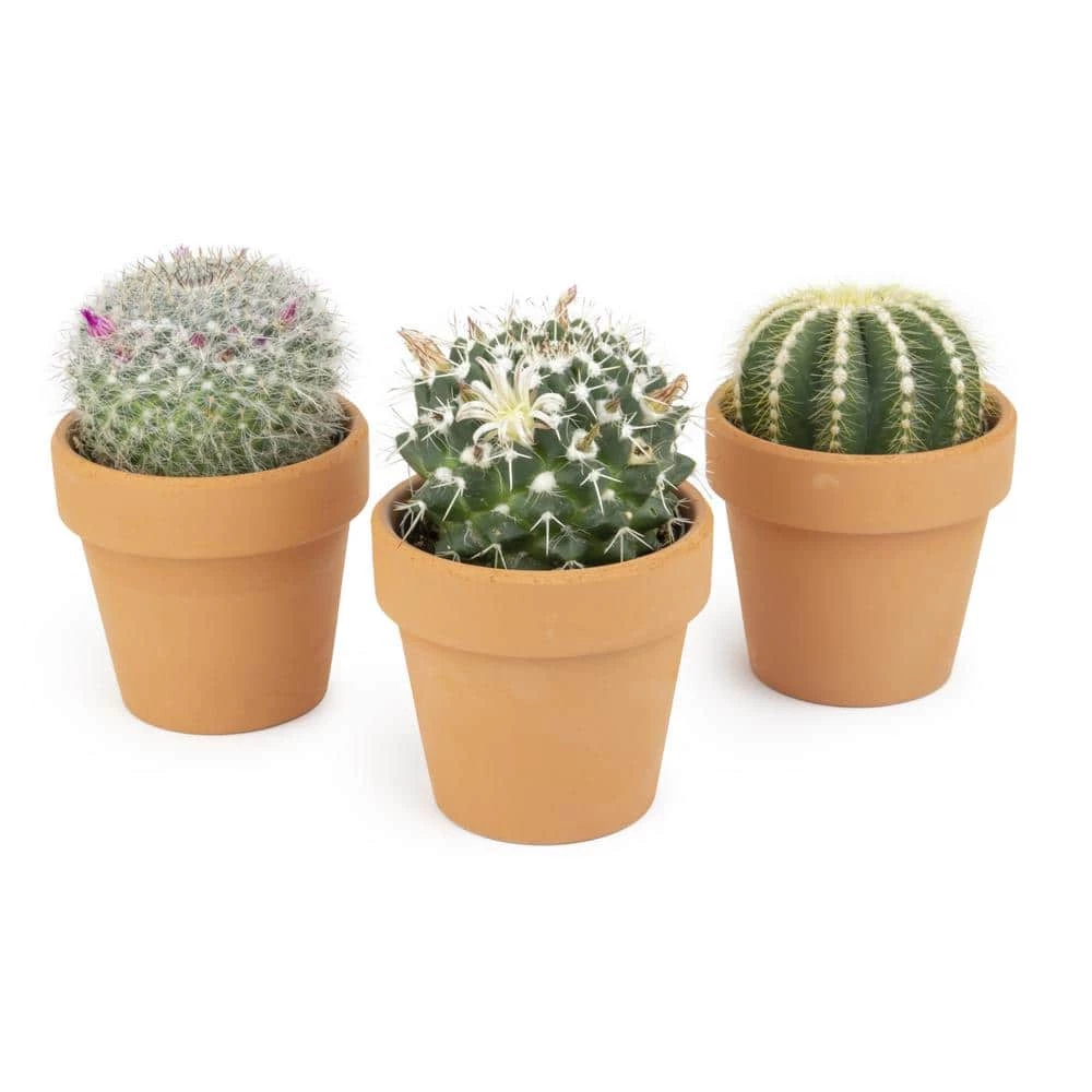 ALTMAN PLANTS 2.5 in. Assorted Cactus 3-Pack in Terra Cotta Clay Pot