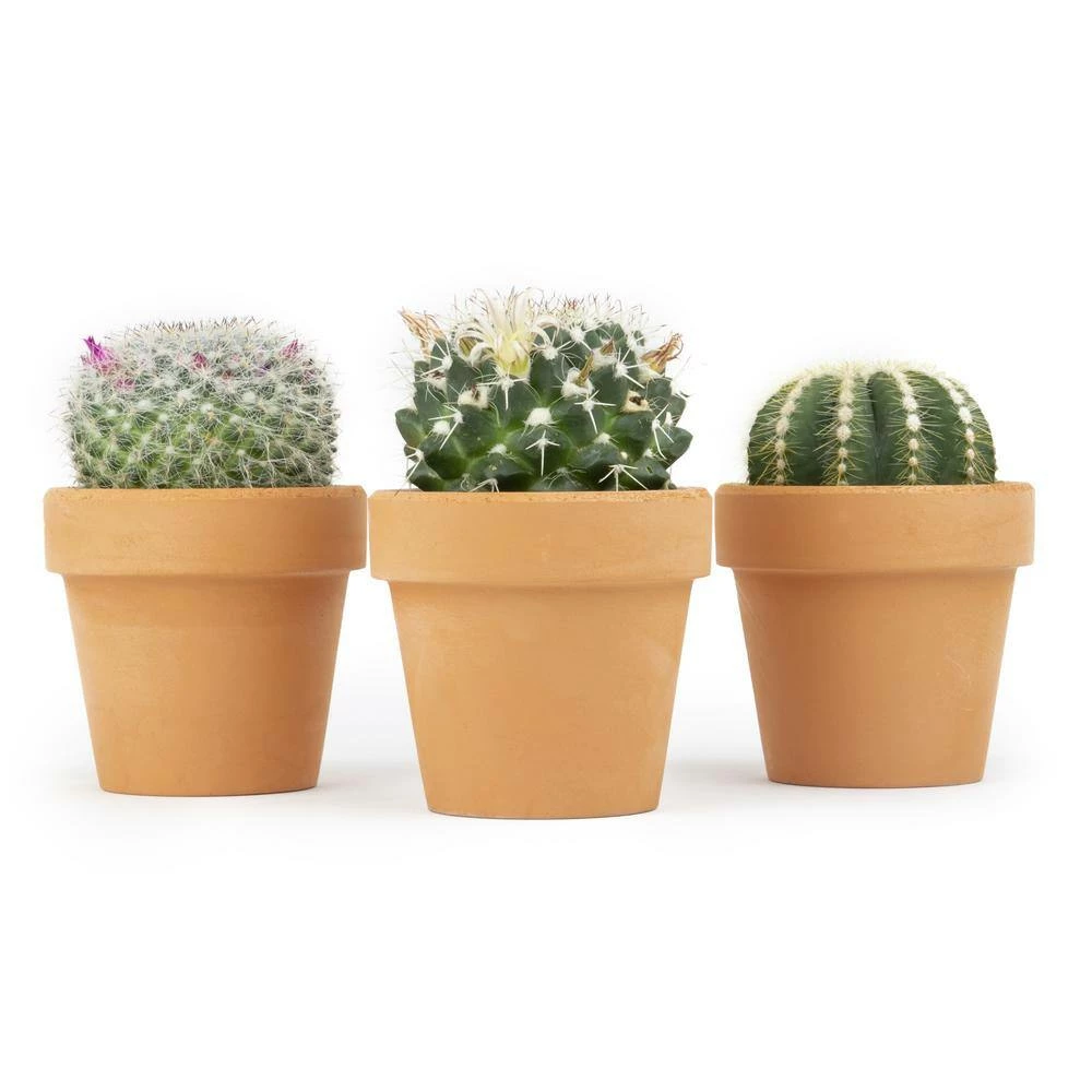 ALTMAN PLANTS 2.5 in. Assorted Cactus 3-Pack in Terra Cotta Clay Pot - Image 2