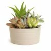 ALTMAN PLANTS 5.5 in. Succulent Garden in Taupe Ribbed Glazed Planter