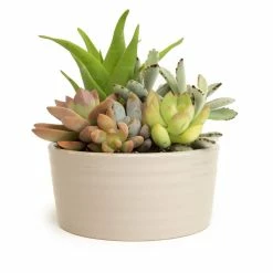ALTMAN PLANTS 5.5 in. Succulent Garden in Taupe Ribbed Glazed Planter