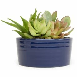 ALTMAN PLANTS 5.5 in. Succulent Garden in Cobalt Blue Ribbed Glazed Planter