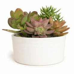 ALTMAN PLANTS 5.5 in. Succulent Garden in White Ribbed Glazed Planter