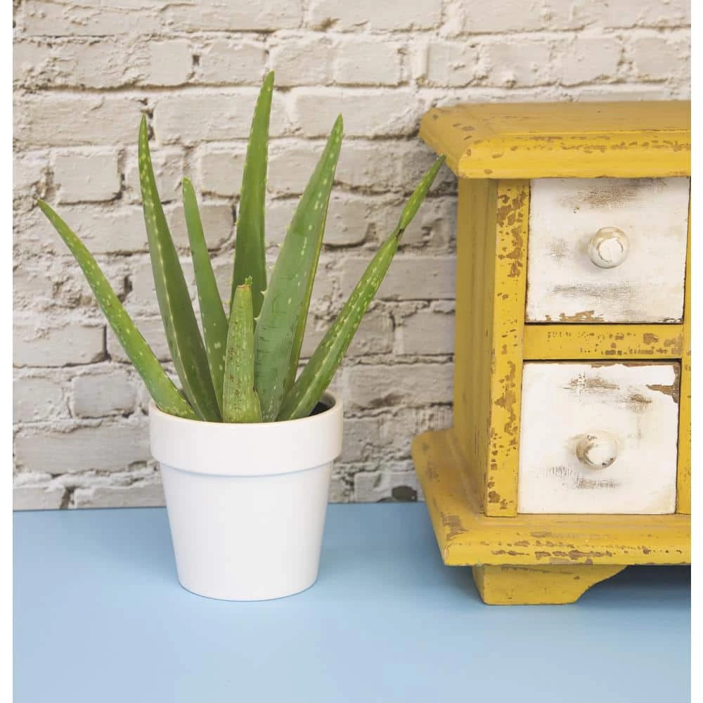 ALTMAN PLANTS 9 cm Aloe Vera Succulent in White Glazed Clay Pot - Image 5