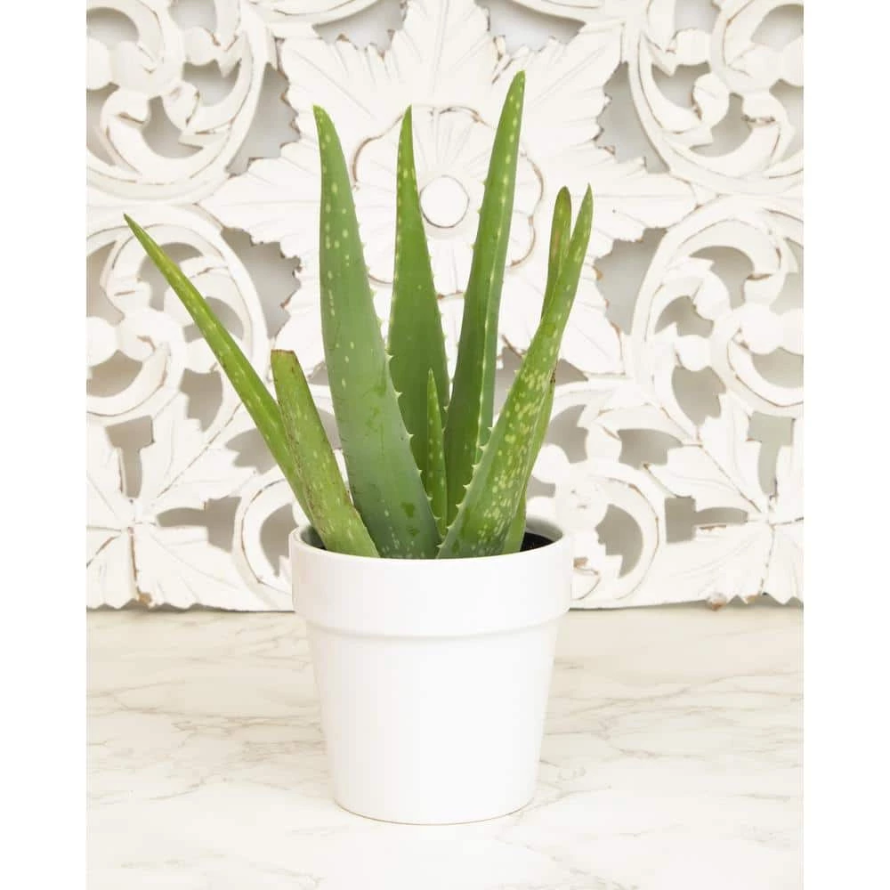 ALTMAN PLANTS 9 cm Aloe Vera Succulent in White Glazed Clay Pot - Image 3