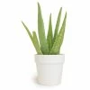 ALTMAN PLANTS 9 cm Aloe Vera Succulent in White Glazed Clay Pot