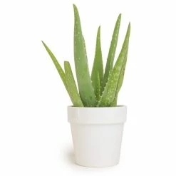 ALTMAN PLANTS 9 cm Aloe Vera Succulent in White Glazed Clay Pot