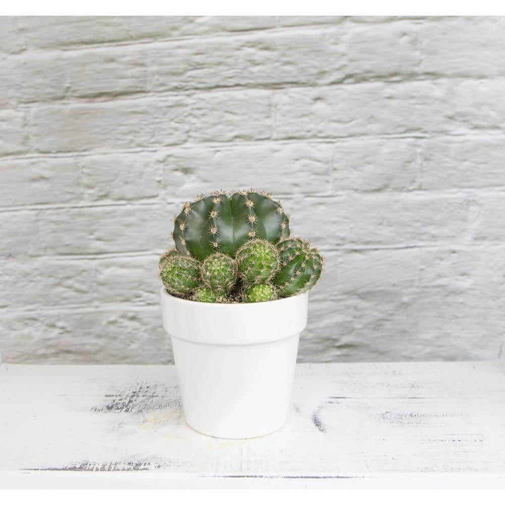 ALTMAN PLANTS 9 cm Cactus in White Glazed Clay Pot - Image 3