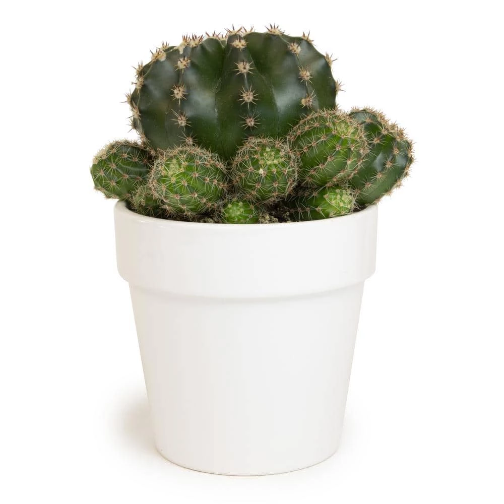 ALTMAN PLANTS 9 cm Cactus in White Glazed Clay Pot