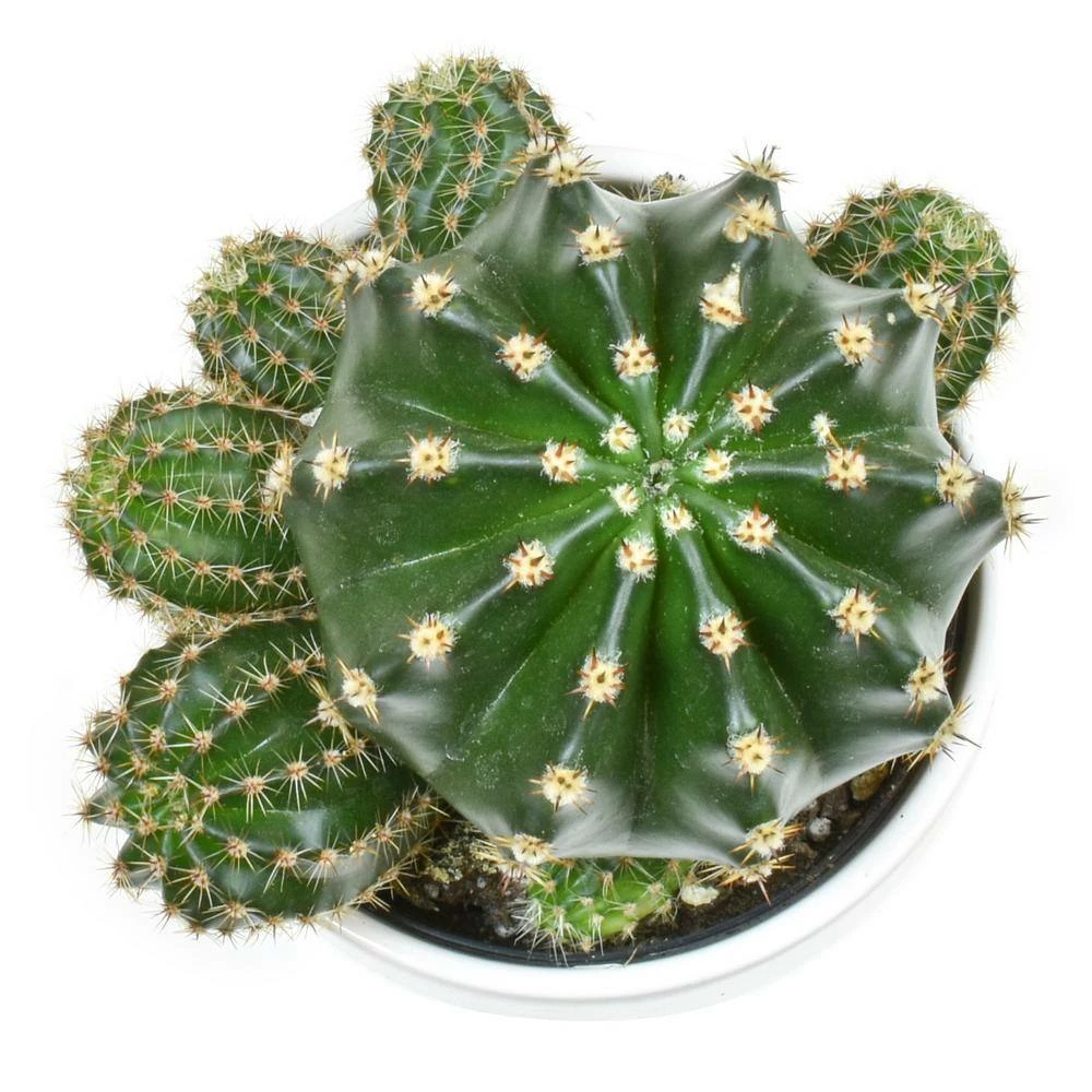 ALTMAN PLANTS 9 cm Cactus in White Glazed Clay Pot - Image 2