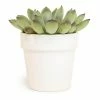 ALTMAN PLANTS 9 cm Succulent in White Glazed Clay Pot