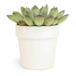 ALTMAN PLANTS 9 cm Succulent in White Glazed Clay Pot