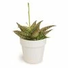 ALTMAN PLANTS 9 cm Star Aloe in White Glazed Clay Pot