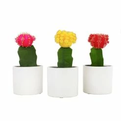 ALTMAN PLANTS 2.5 in. Assorted Grafted Cactus 3-Pack in White Glazed Clay Pot