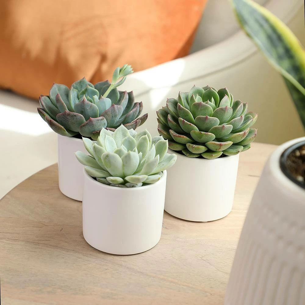 ALTMAN PLANTS 2.5 in. Echeveria Assorted Varieties in Matte White Cylindrical Deco Pots (3-Pack) - Image 6