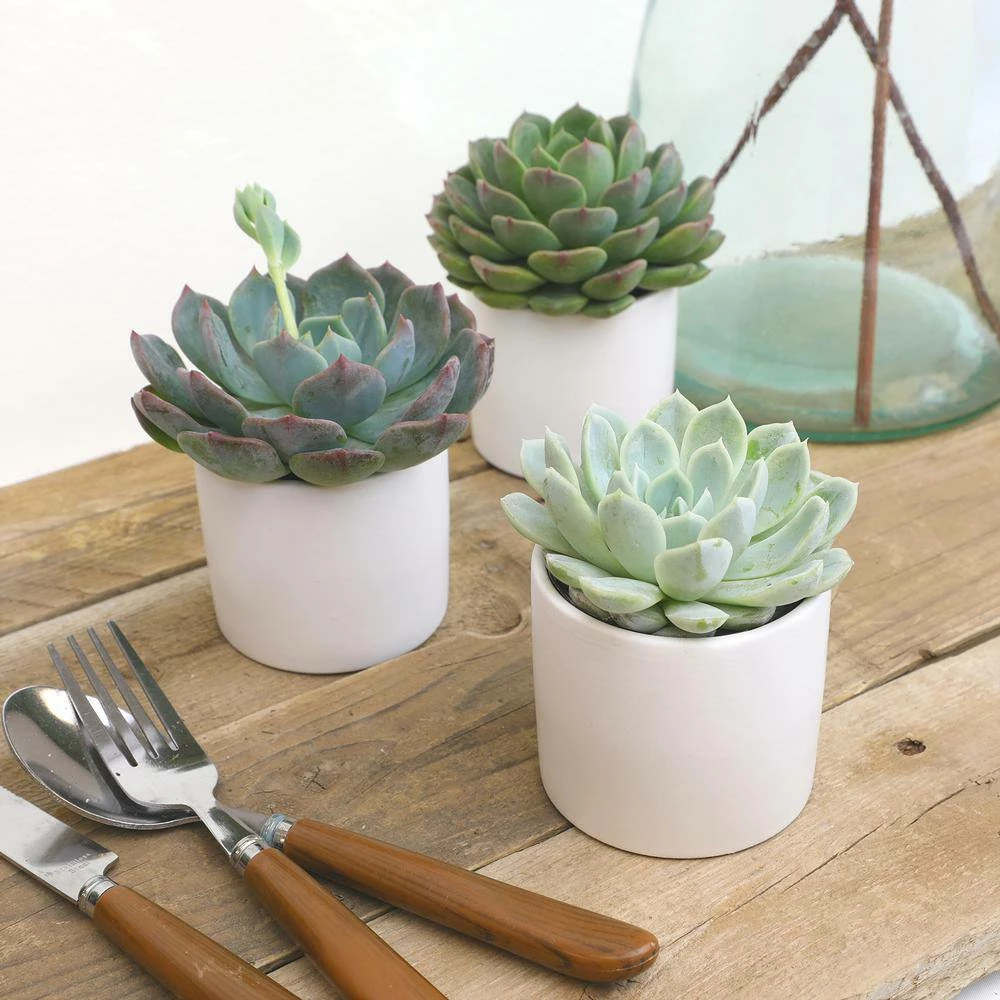 ALTMAN PLANTS 2.5 in. Echeveria Assorted Varieties in Matte White Cylindrical Deco Pots (3-Pack) - Image 5
