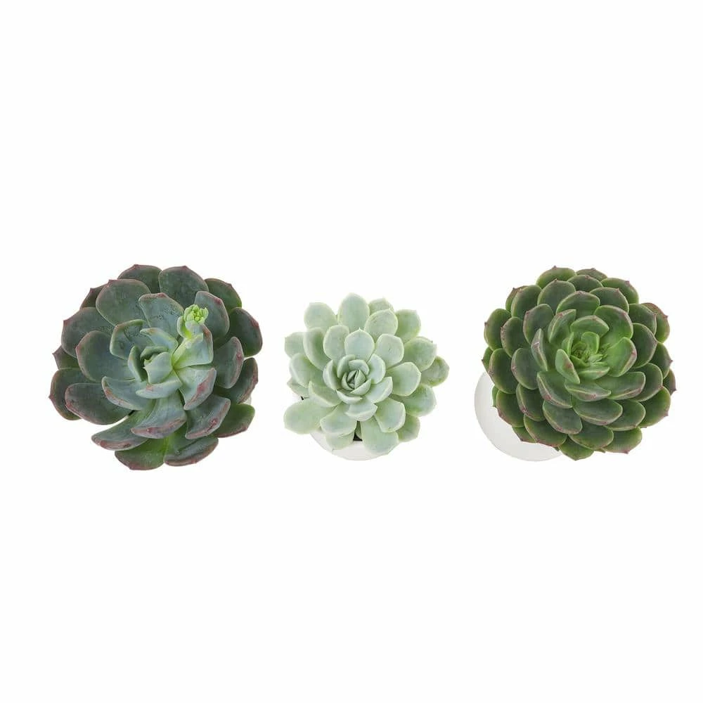 ALTMAN PLANTS 2.5 in. Echeveria Assorted Varieties in Matte White Cylindrical Deco Pots (3-Pack) - Image 3