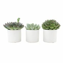 ALTMAN PLANTS 2.5 in. Echeveria Assorted Varieties in Matte White Cylindrical Deco Pots (3-Pack)
