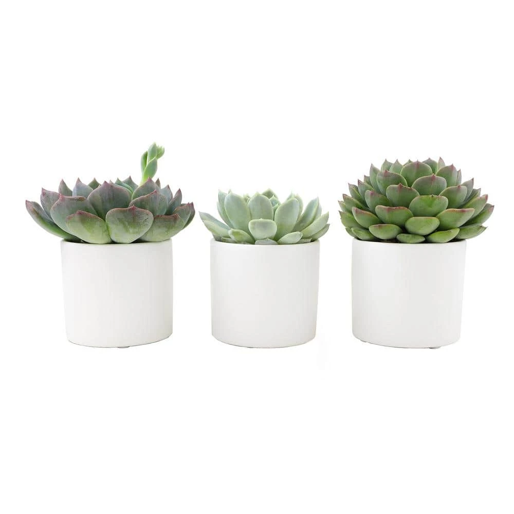 ALTMAN PLANTS 2.5 in. Echeveria Assorted Varieties in Matte White Cylindrical Deco Pots (3-Pack)
