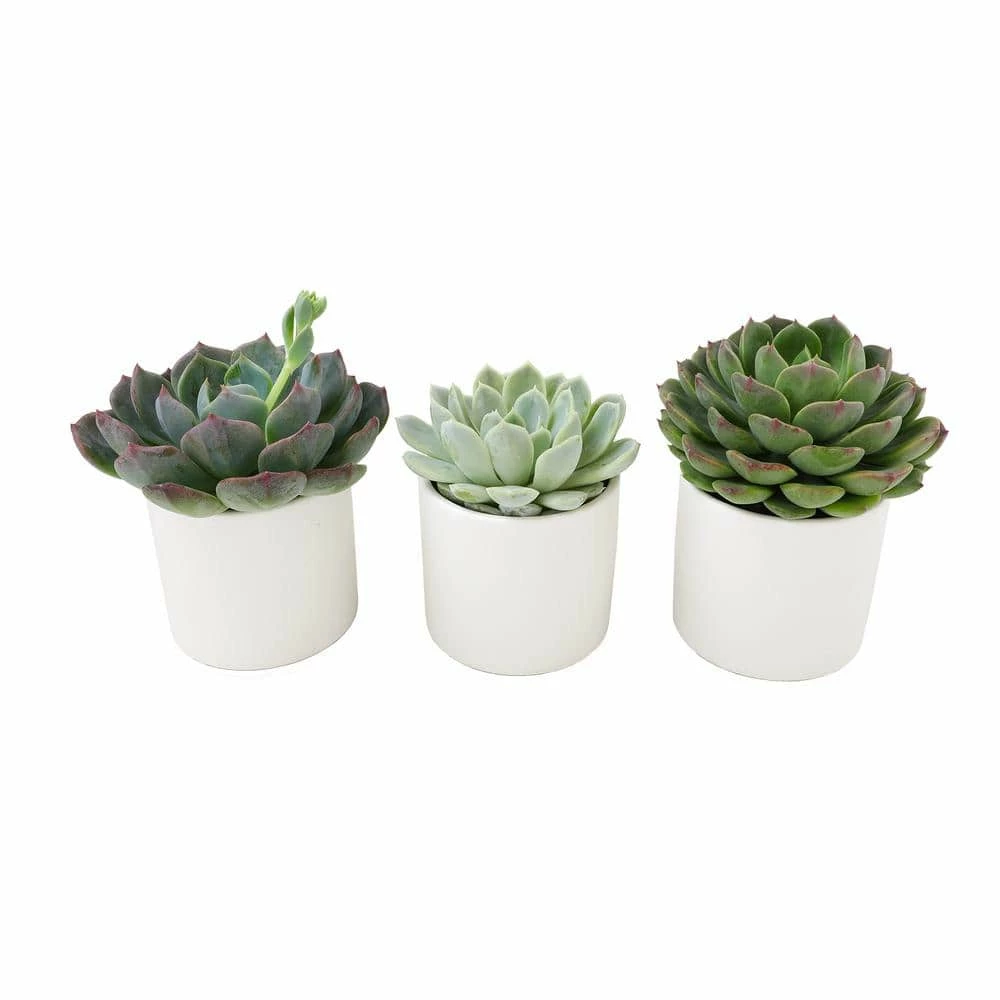ALTMAN PLANTS 2.5 in. Echeveria Assorted Varieties in Matte White Cylindrical Deco Pots (3-Pack) - Image 2
