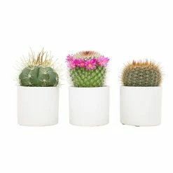ALTMAN PLANTS 2.5 in. Assorted Cactus in White Matte Cylindrical Pot (3-Pack)