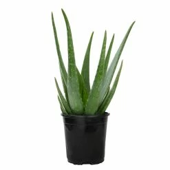 ALTMAN PLANTS 1G Single Aloe Vera in Nursery Pot