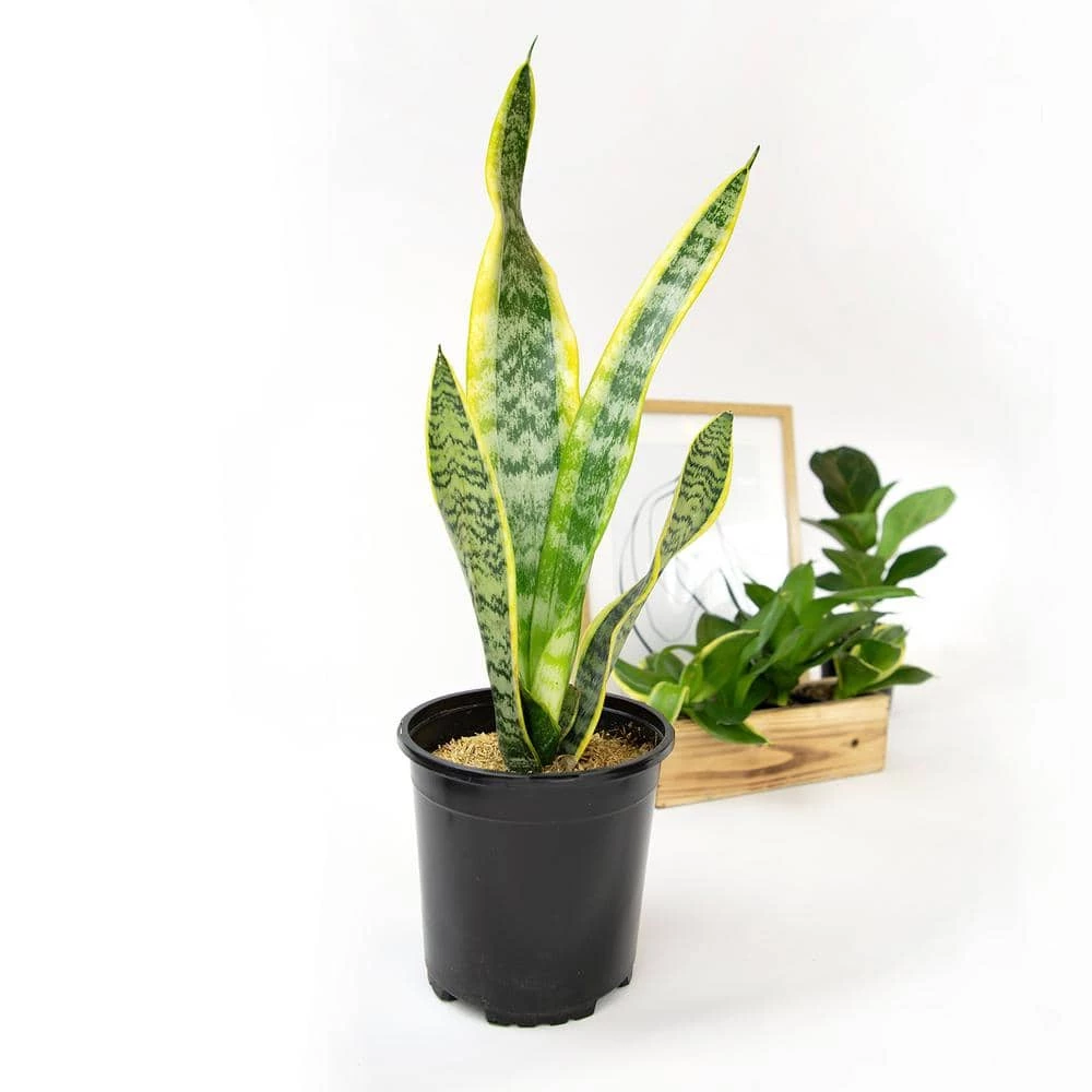 ALTMAN PLANTS 1G Single Sanseveria Laurentii In Nursery Pot - Image 4
