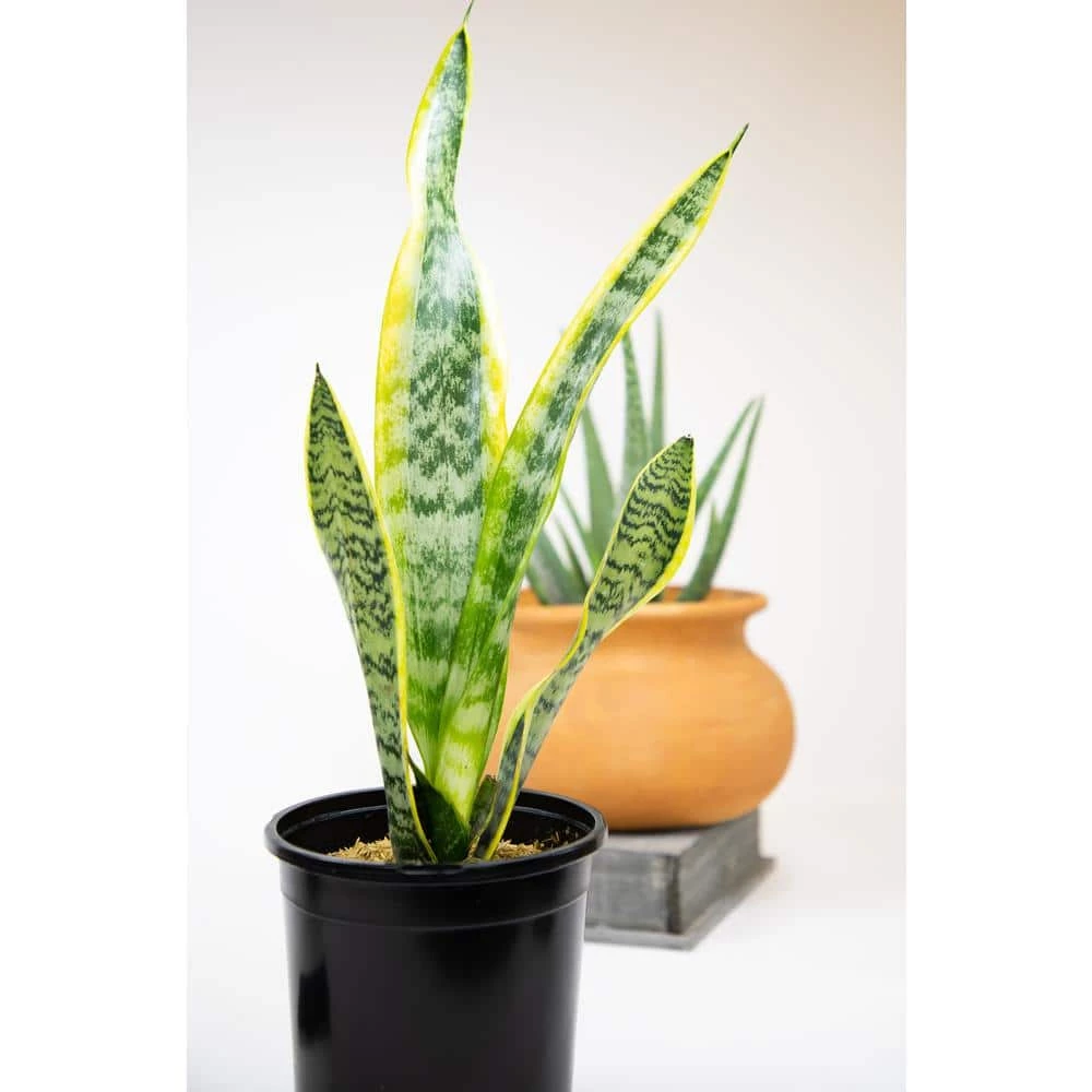 ALTMAN PLANTS 1G Single Sanseveria Laurentii In Nursery Pot - Image 5