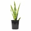 ALTMAN PLANTS 1G Single Sanseveria Laurentii In Nursery Pot
