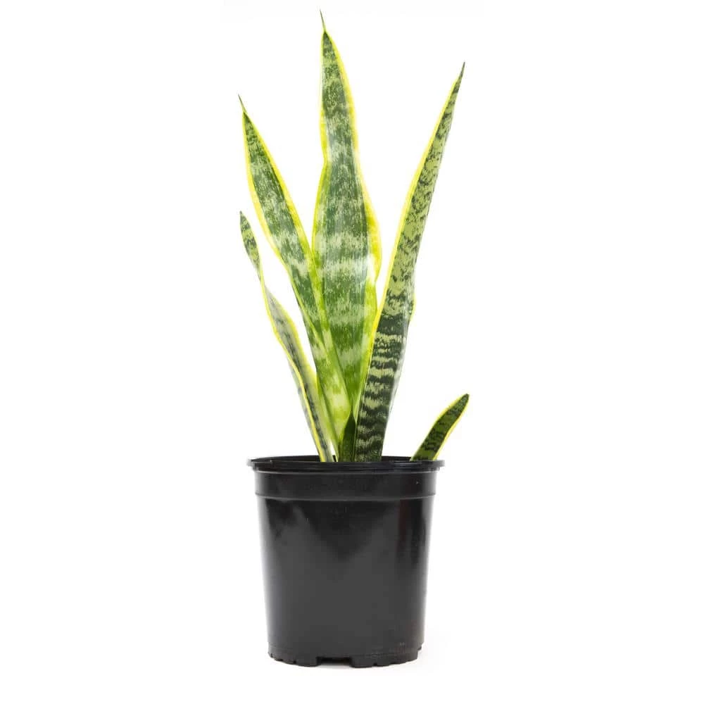ALTMAN PLANTS 1G Single Sanseveria Laurentii In Nursery Pot