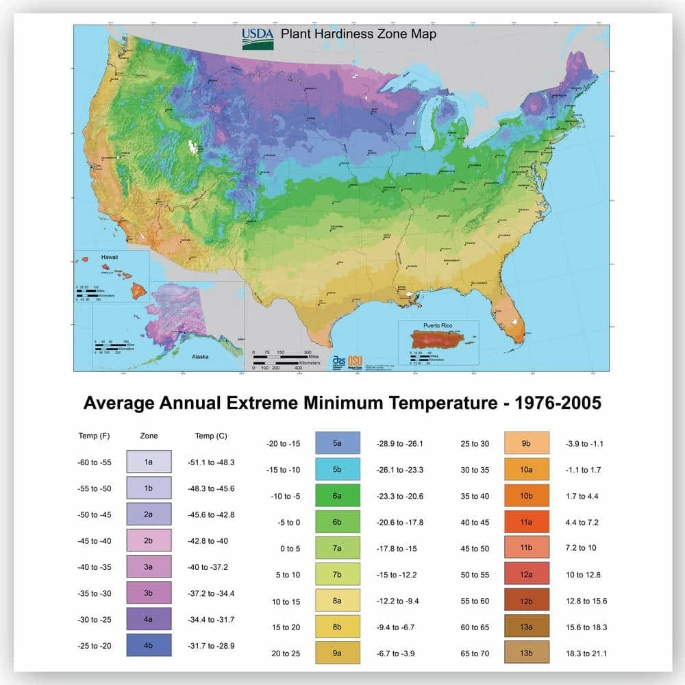 ALTMAN PLANTS 1G Single Sanseveria Laurentii In Nursery Pot - Image 7