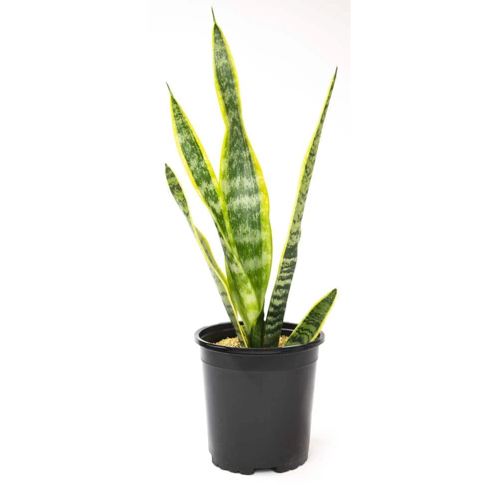 ALTMAN PLANTS 1G Single Sanseveria Laurentii In Nursery Pot - Image 2