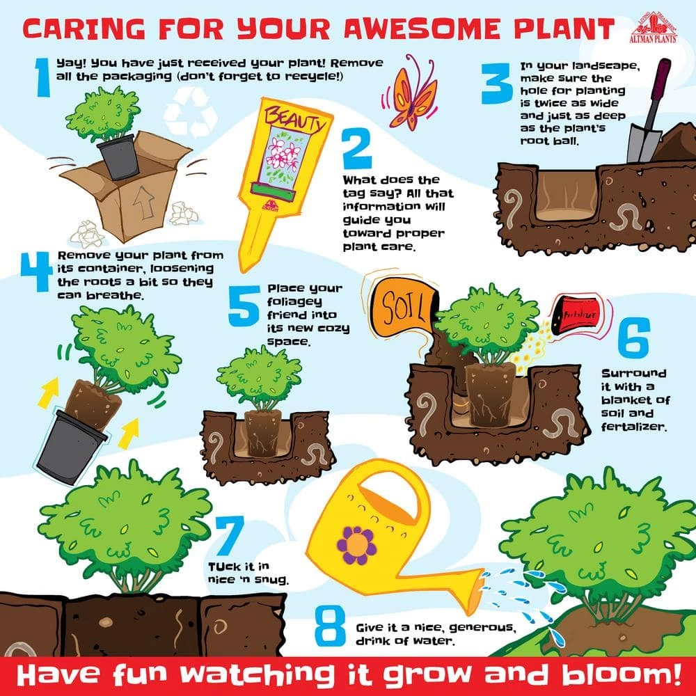 ALTMAN PLANTS 1G Single Sanseveria Laurentii In Nursery Pot - Image 6