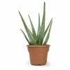 ALTMAN PLANTS 6 in. Single Aloe Vera in Panterra Clay Decco Pot