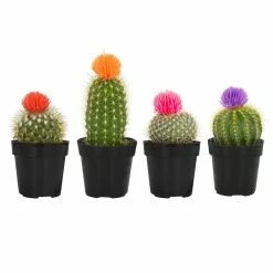 ALTMAN PLANTS 2.5 in. Cactus with Deco Flower Plant Collection (4-Pack)