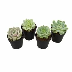 ALTMAN PLANTS 2.5 in. Echeveria Collection Plant (4-Pack)