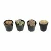 ALTMAN PLANTS 2.5 in. Lithops Plant Collection (4-Pack)