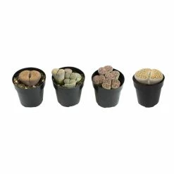 ALTMAN PLANTS 2.5 in. Lithops Plant Collection (4-Pack)